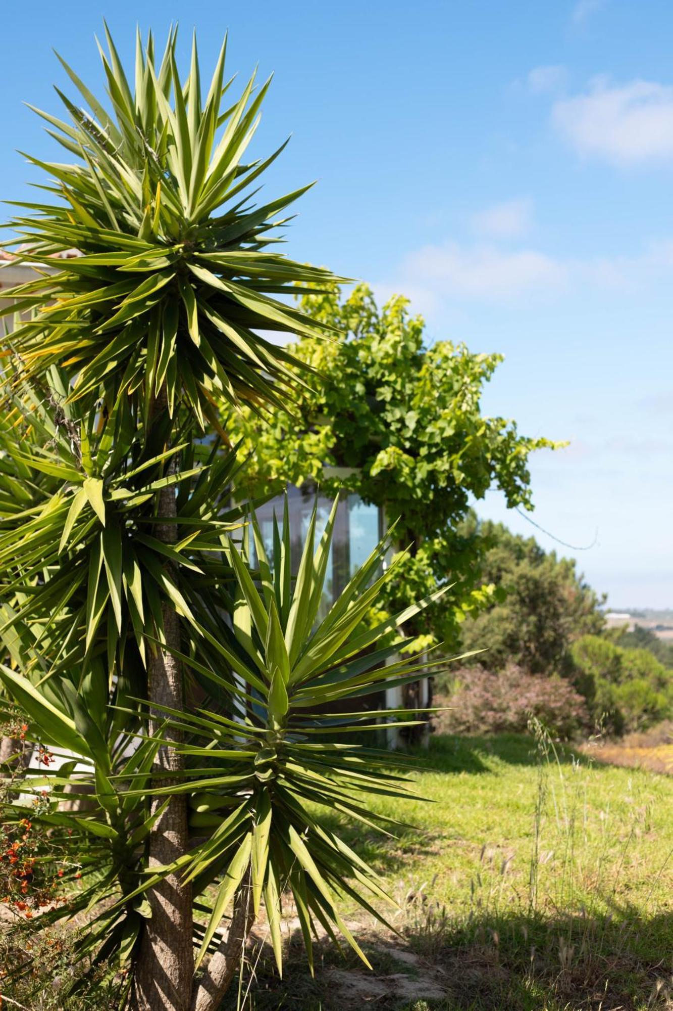 Monte Da Urze Aljezur - Agroturismo Exterior foto